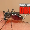 waspada dbd