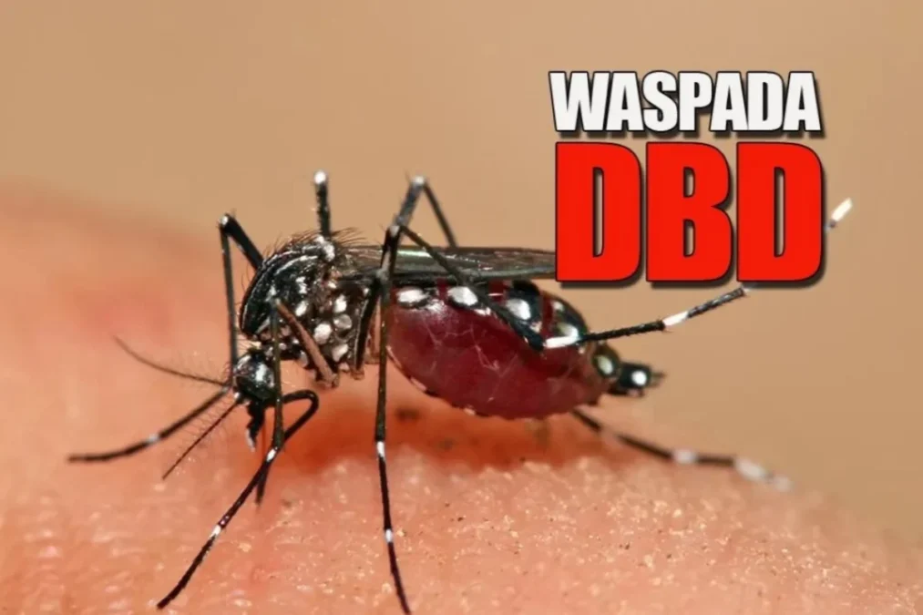 waspada dbd