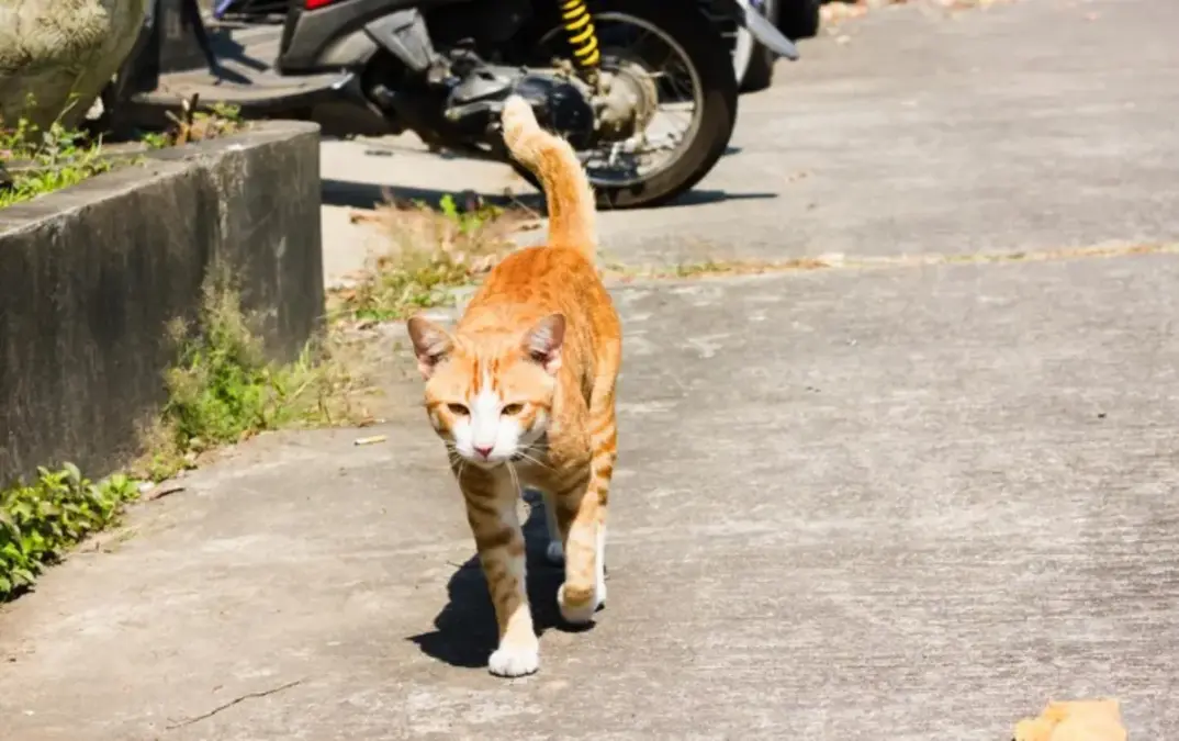 Kucing