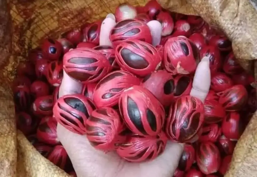 Menjaga Keaslian Pala Tapaktuan Blangpidie Aceh, Sudah Peroleh Pelindungan IG dari DJKI Kemenkum Pala