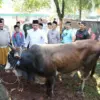 Stok melimpah
