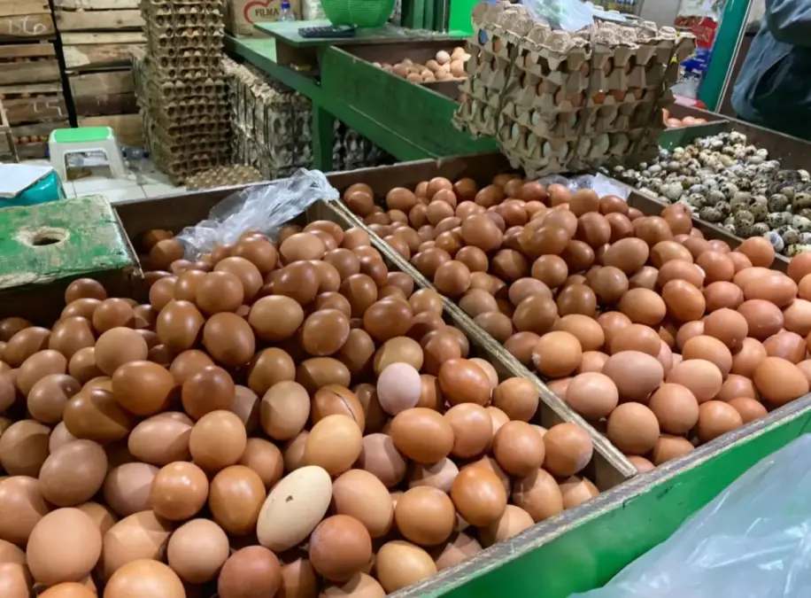 Harga telur