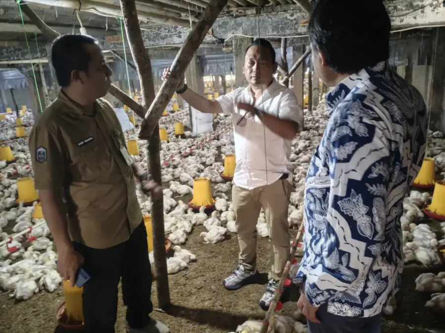 Dari Cirebon, Kementan Gaspol Pulihkan Harga Ayam Hidup yang Anjlok Turun ke bawah