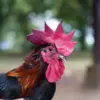 Ayam