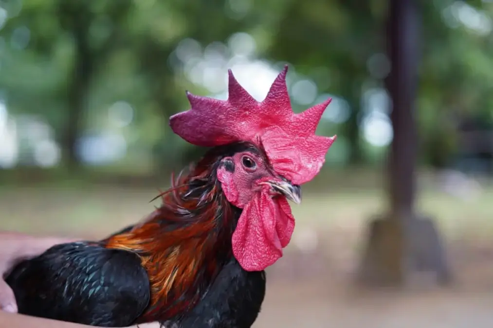Ayam