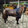 Bukan Ternak Biasa! Domba Mataraman dan Kambing Jerabang Diusulkan Jadi Rumpun Ternak Resmi