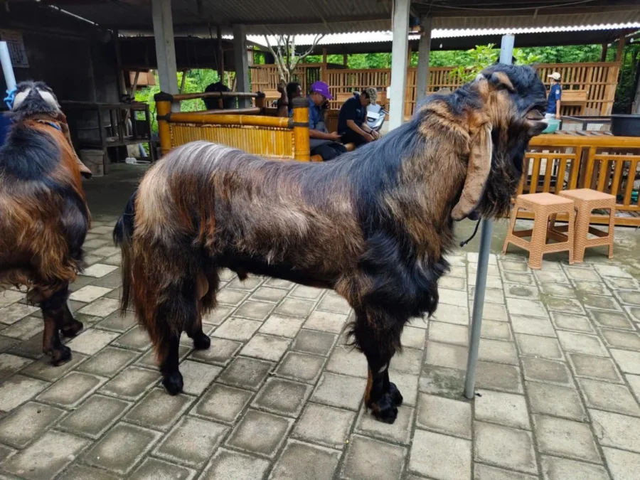 Bukan Ternak Biasa! Domba Mataraman dan Kambing Jerabang Diusulkan Jadi Rumpun Ternak Resmi